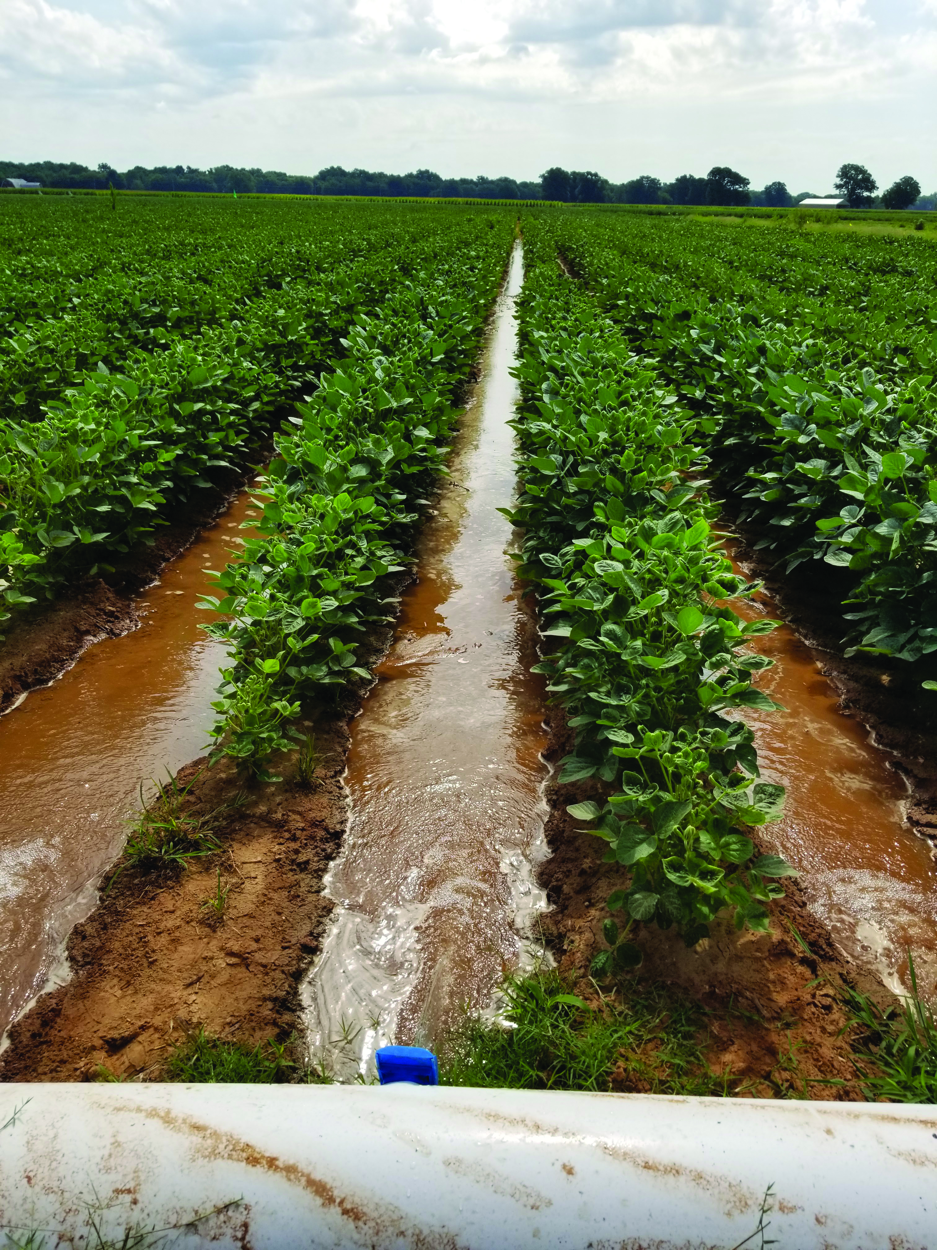 Scientists study irrigation practices 